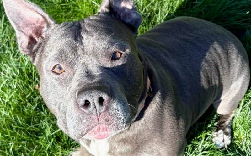 Pet of the Week: Smidge