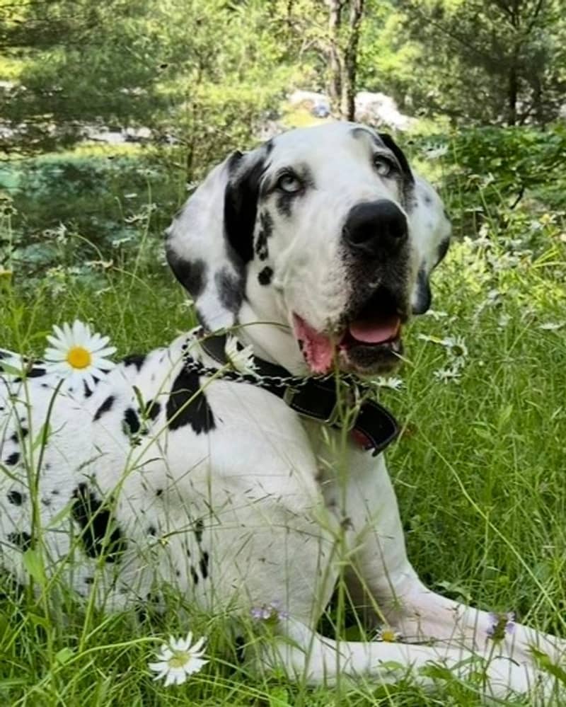 Nevaeh the Great Dane (2026)