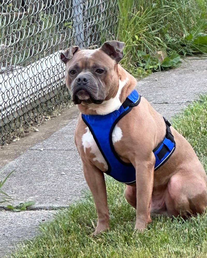 Blue the American Pit Bull Terrier (2026)