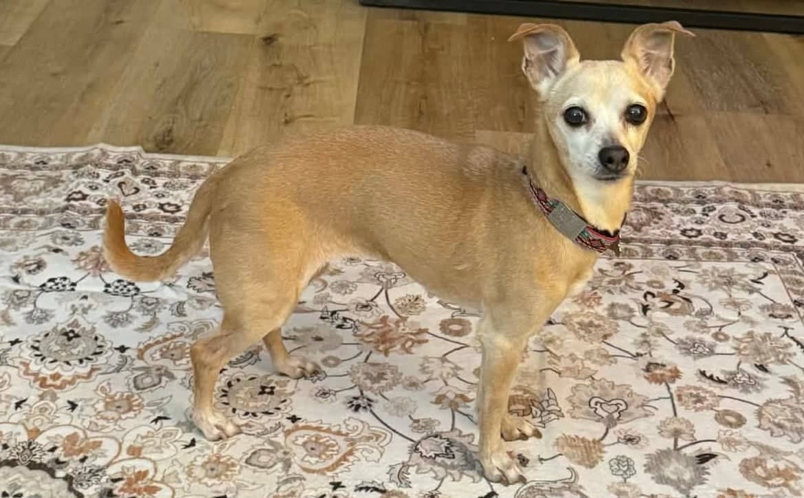 Pet of the Week: Lucinda