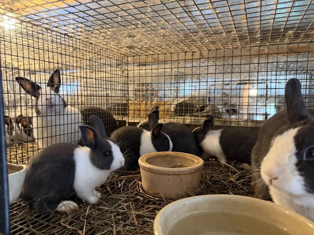 🔗 Lebanon County rabbits shine at National Dutch Rabbit Show