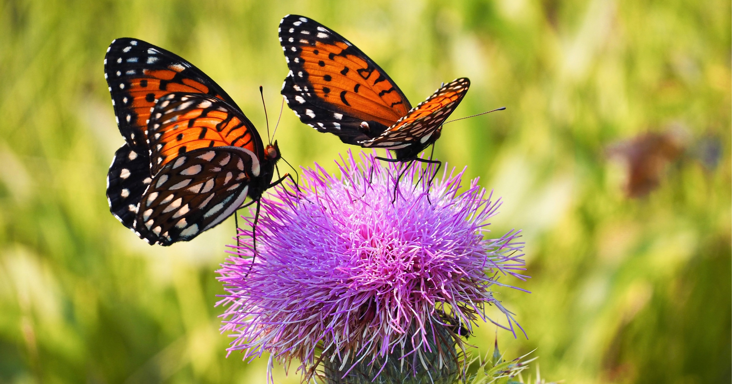 ZooAmerica, Fort Indiantown Gap protect butterfly through captive