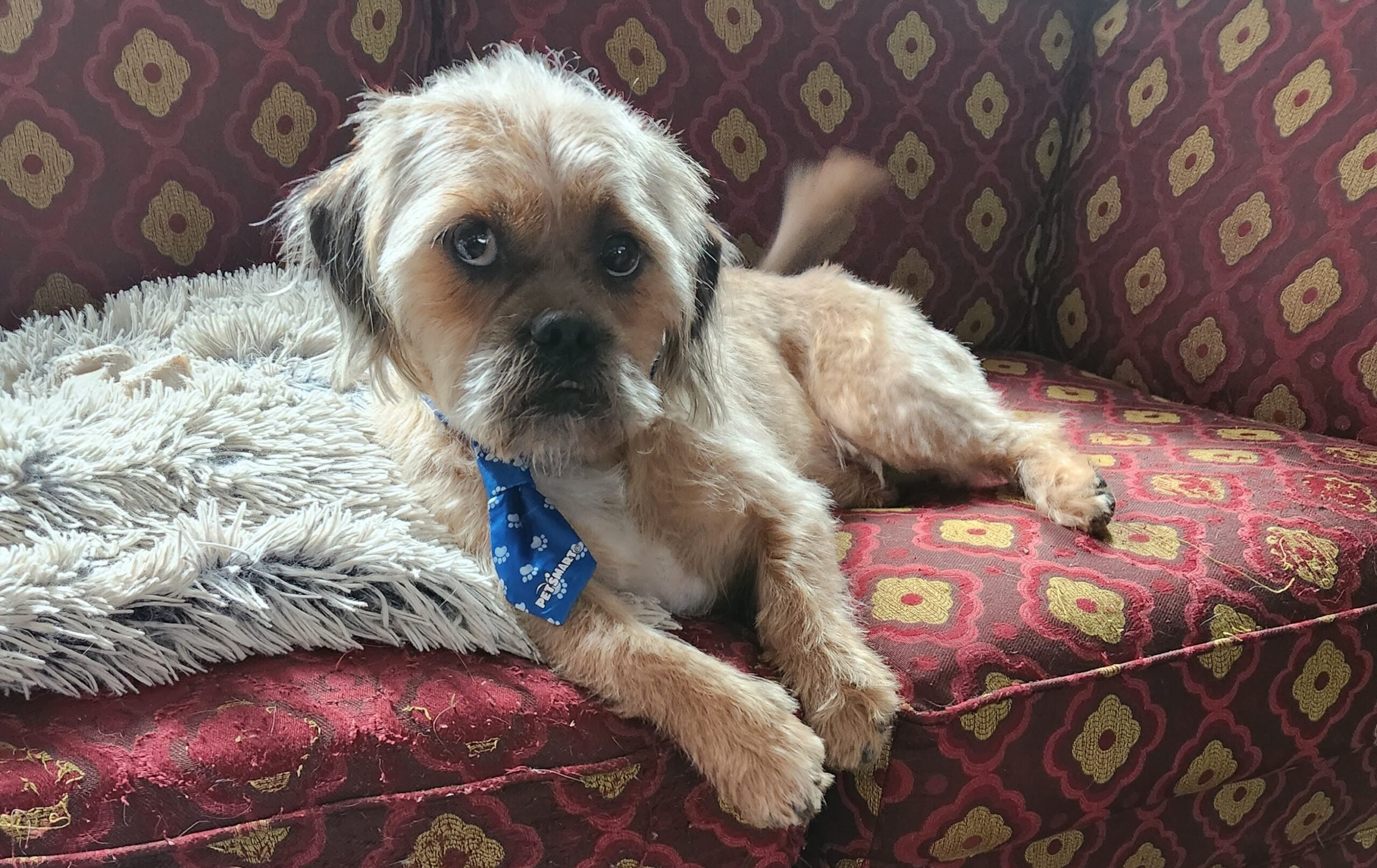 Pet of the Week: Chewy