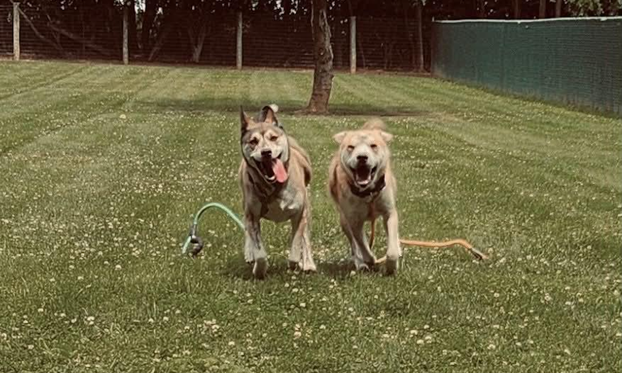 Pets of the Week: Johnny and Jane
