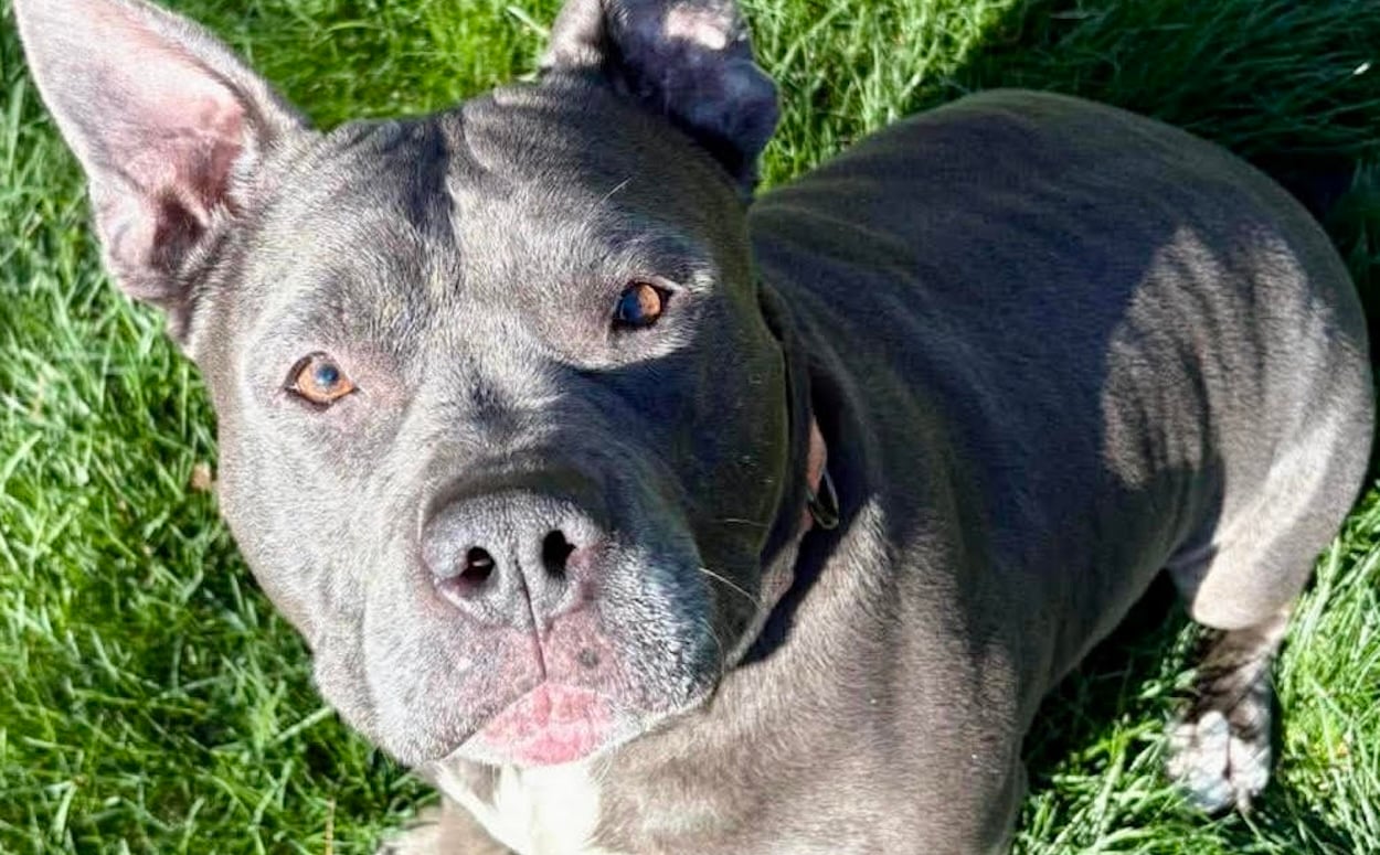 Pet of the Week: Smidge