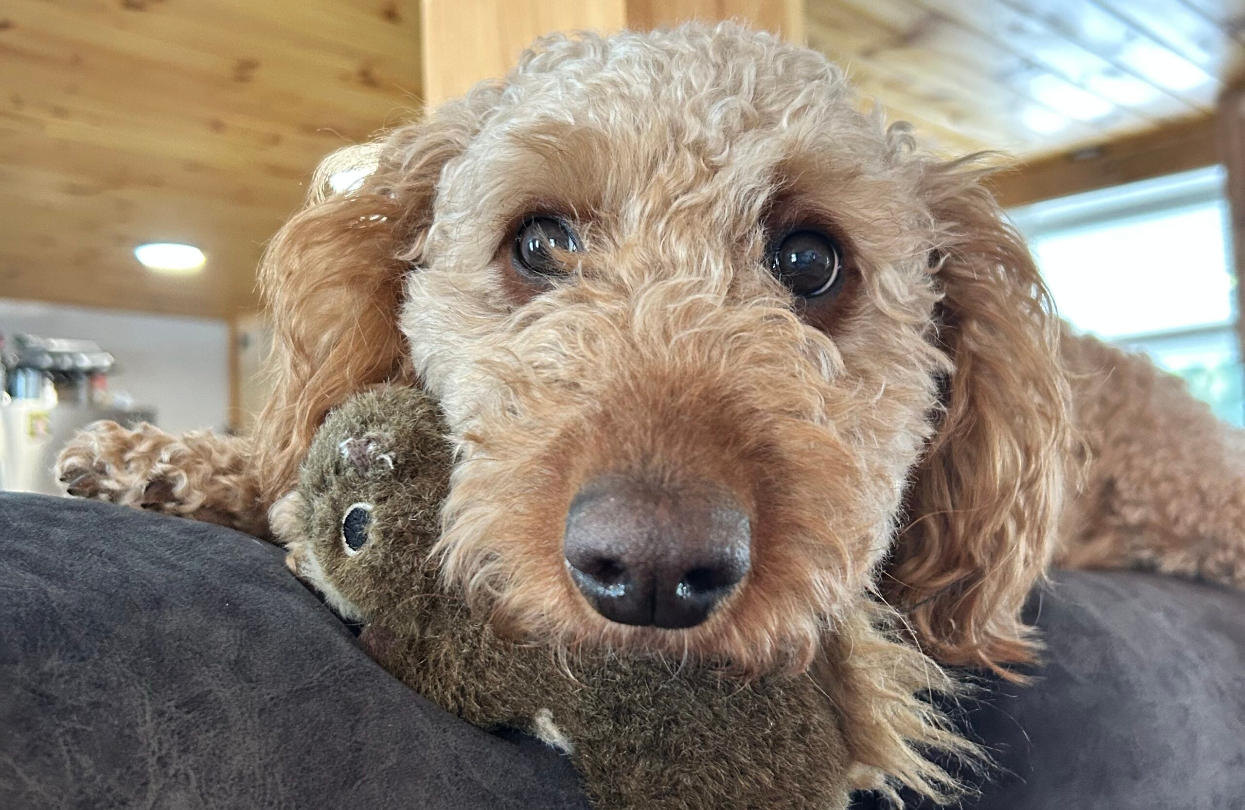Pet of the Week: Bingo