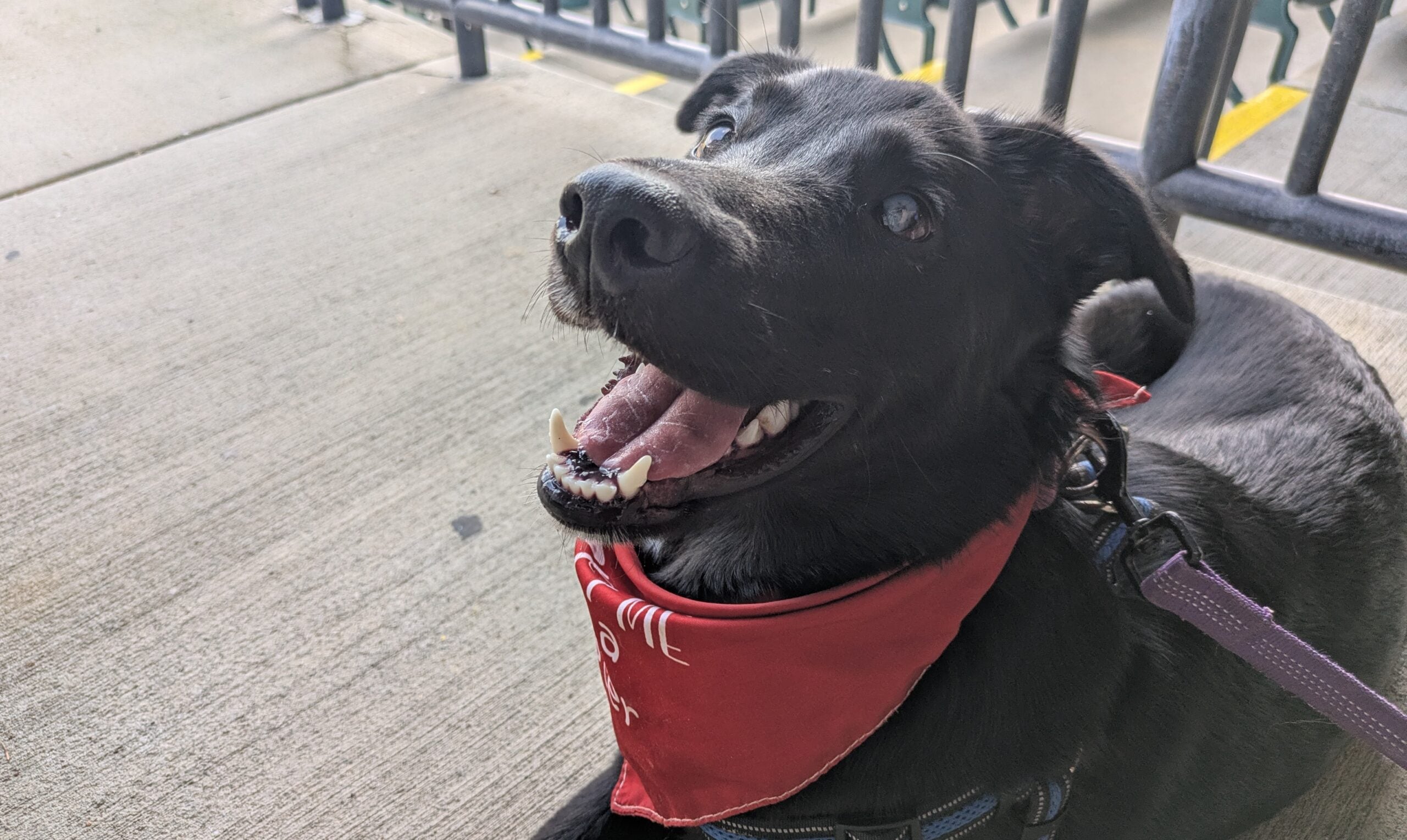 Pet of the Week: Athena