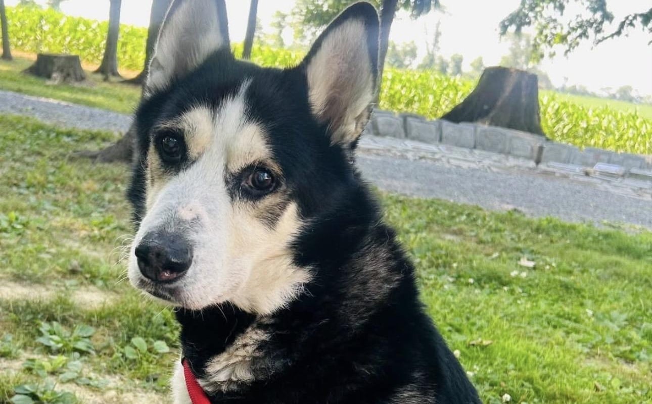 Pet of the Week: Alpha