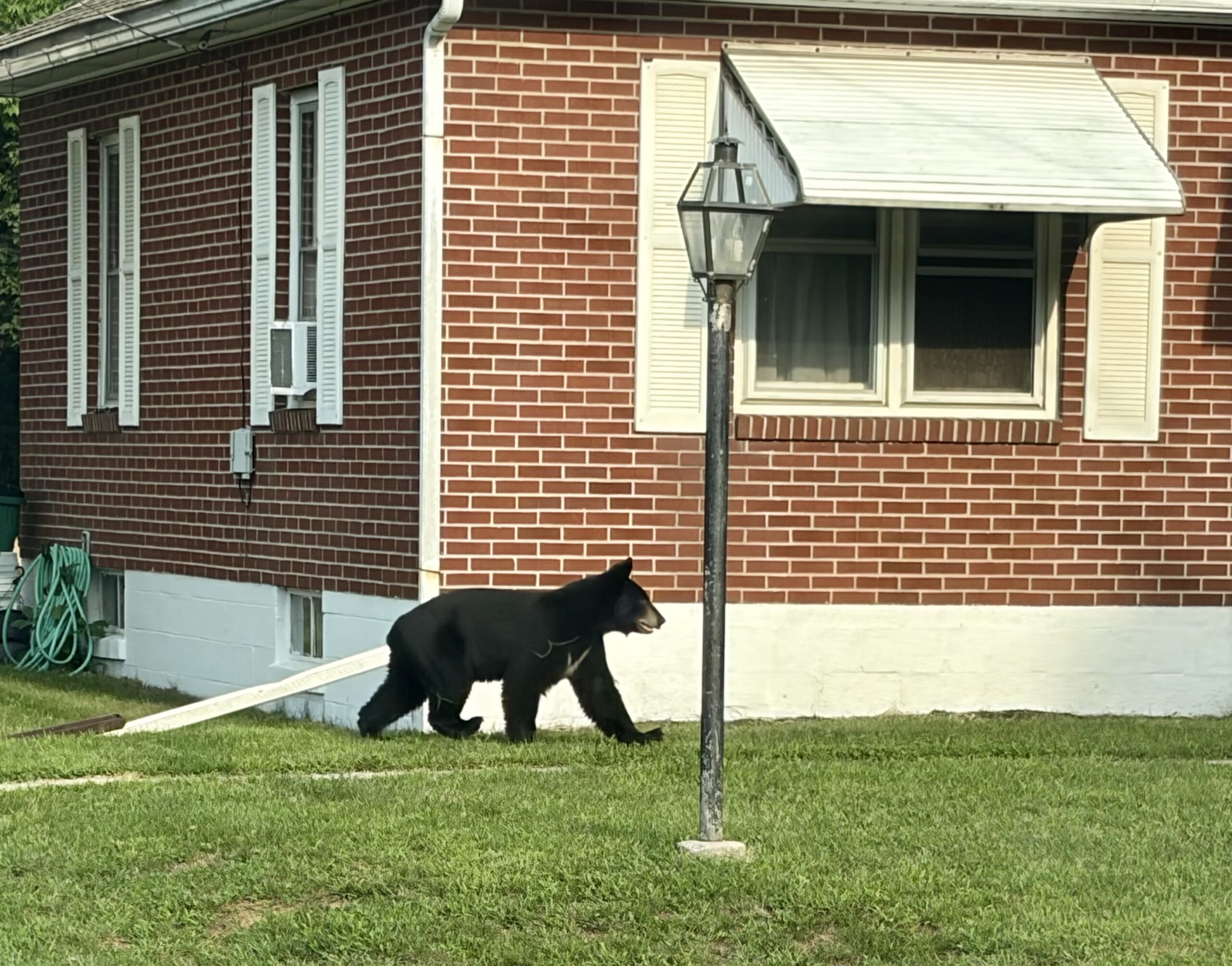 Black bear spotted over summer near Schmutzie; Game Commission sets trap