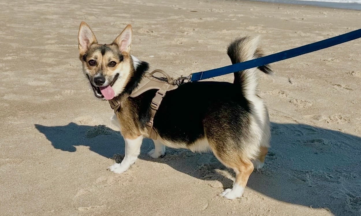 Pet of the Week: Lola