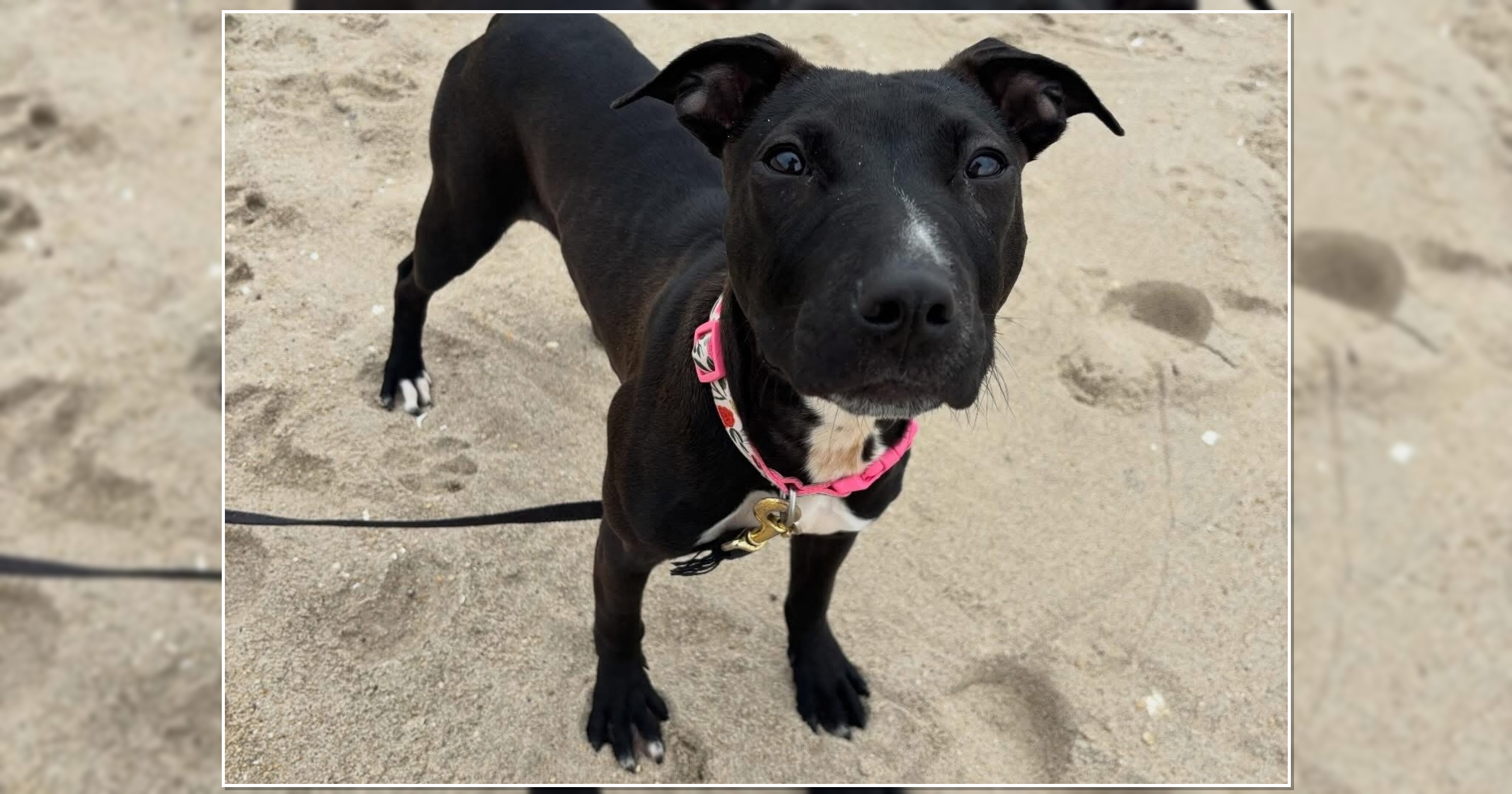 Pet of the Week: Bonnie