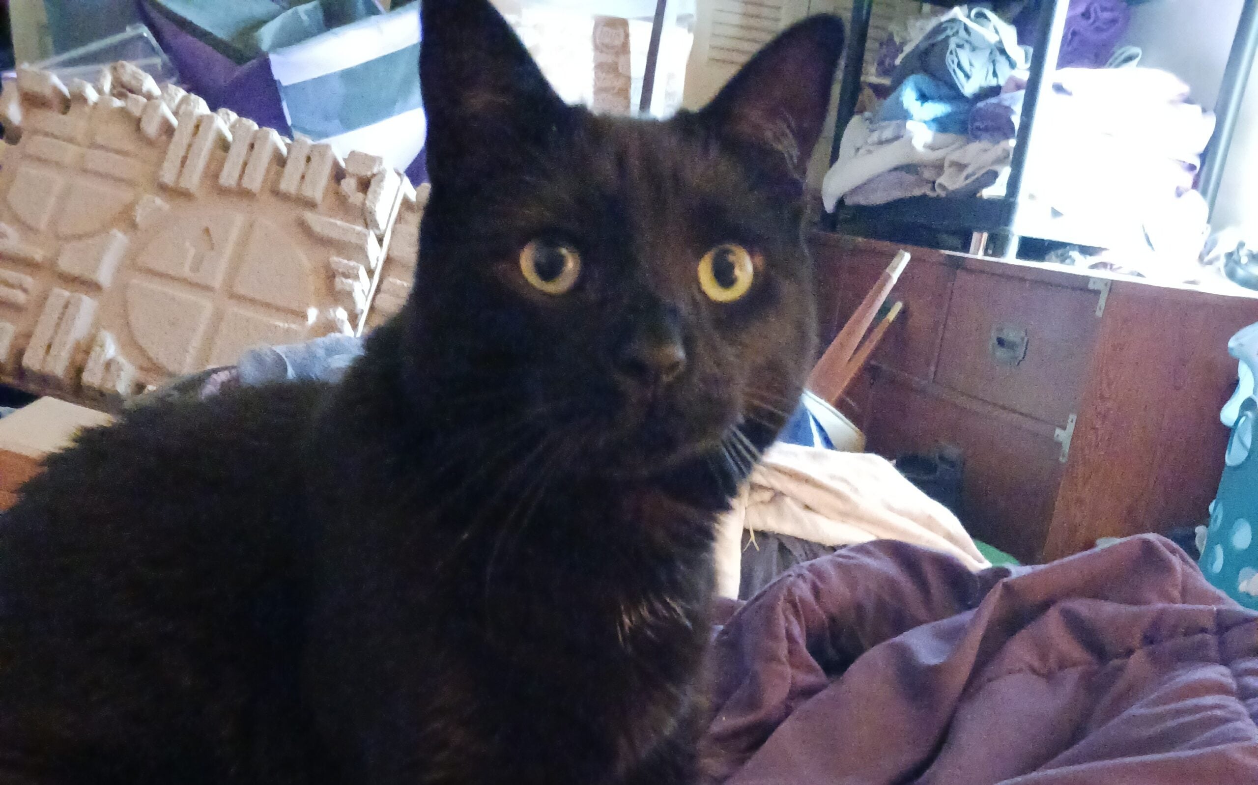 Pet of the Week: Squirrel!