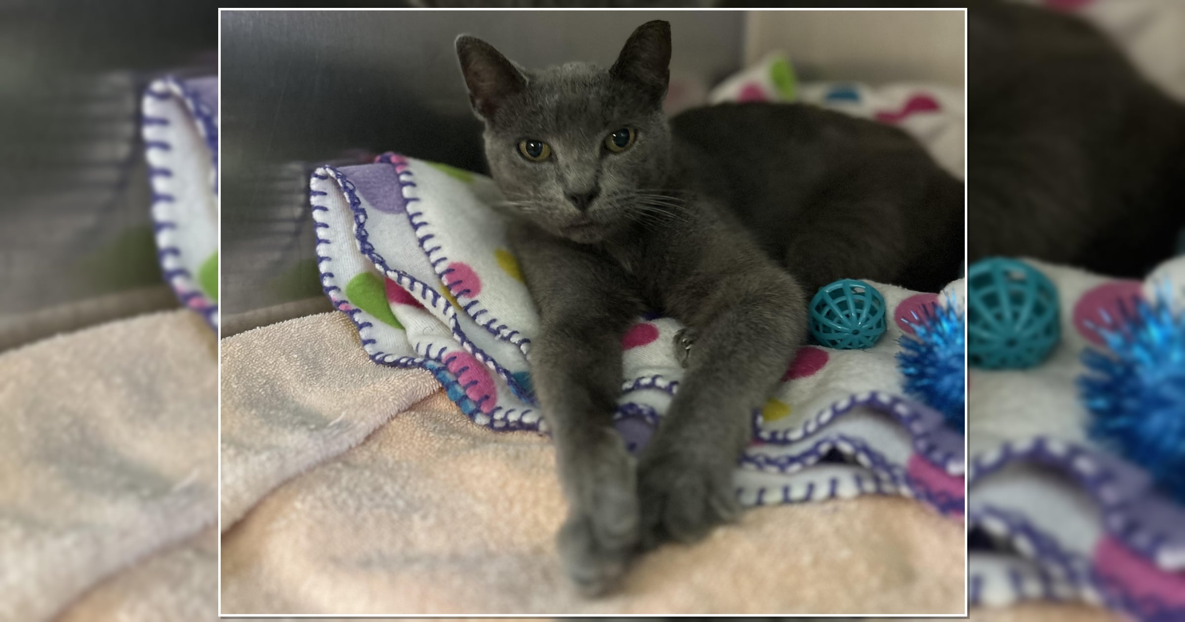 Pet of the Week: Church